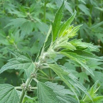 Motherwort (Leonurus Cardiaca L.)